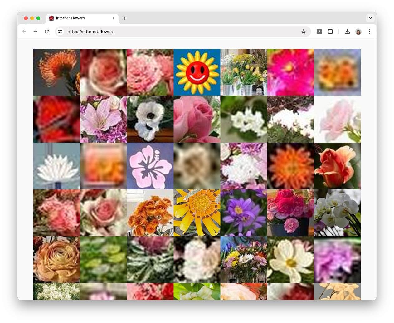 internet flowers mika ben amar verse solos web browser art