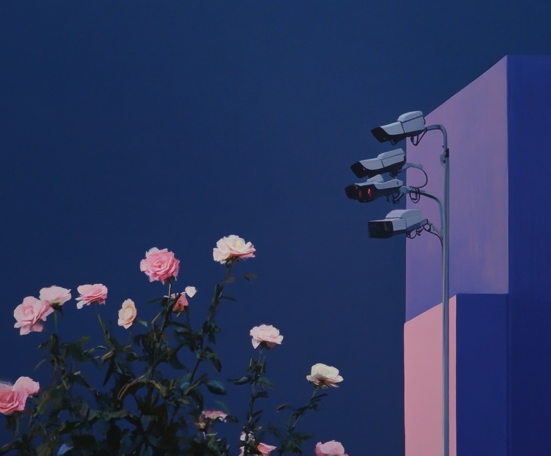Roses Under Watch